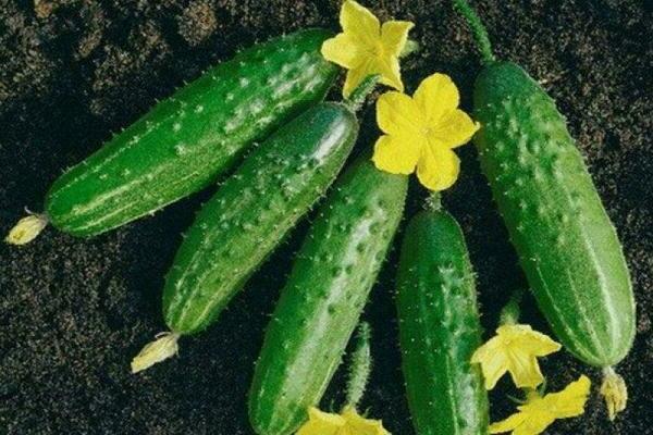 Phoenix cucumber variety