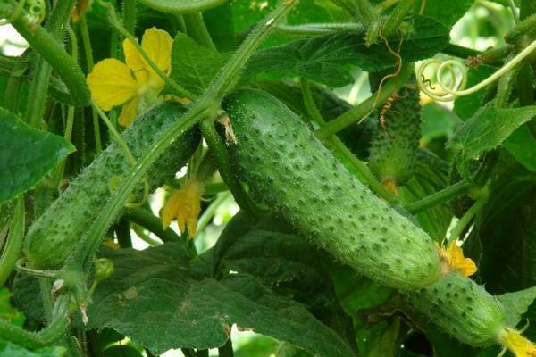 cucumber varieties