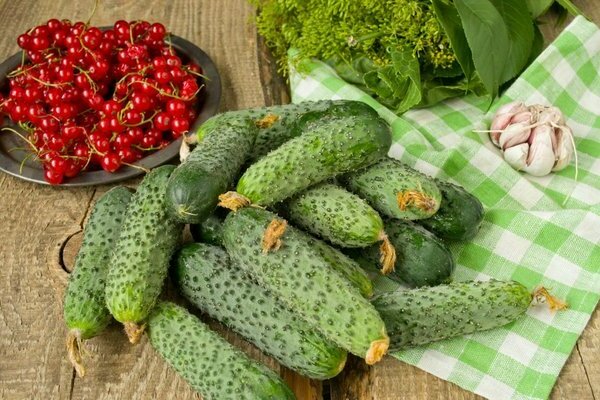 cucumber varieties