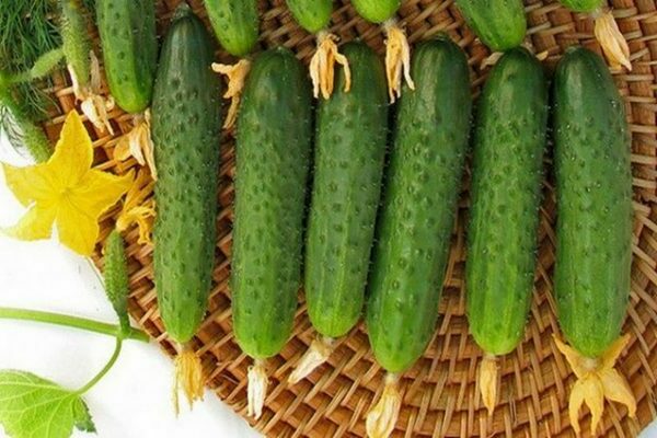 cucumber varieties