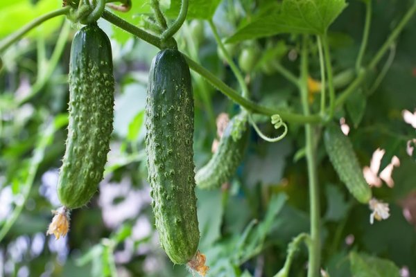 bitter cucumbers