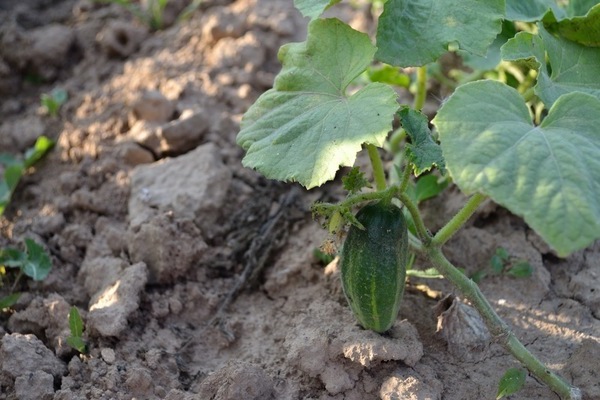 growth of cucumbers