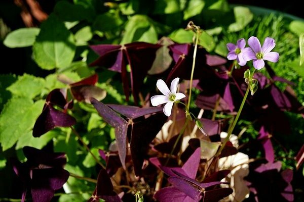 Oxalis eisenhaltiges Oxalis