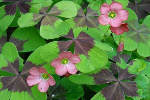 Oxalis oxalis