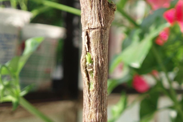 grafting apple trees in summer