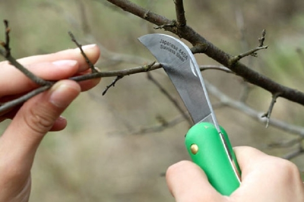 Ways of grafting apple trees