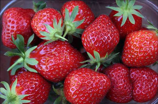 description of the strawberry variety