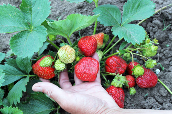 description of the strawberry variety