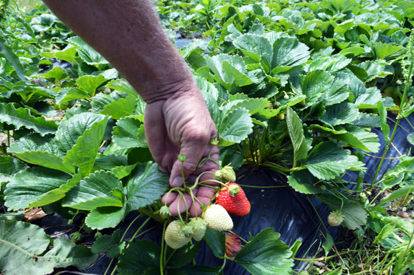 paglalarawan ng iba't ibang strawberry