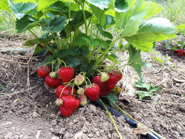 description of the strawberry variety