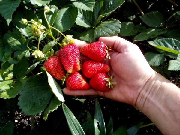 description of the strawberry variety