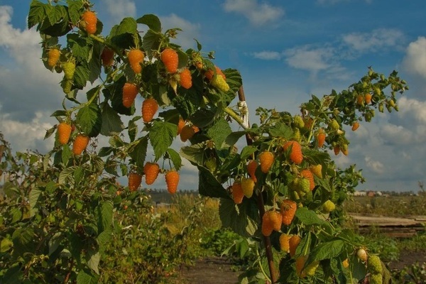 raspberry Orange milagro