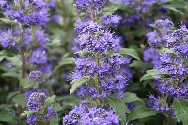 Walnut or karyopteris