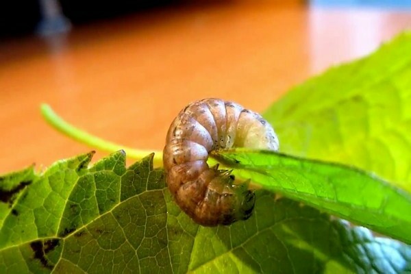 gnawing moth caterpillar