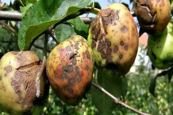 What does a scab look like on an apple tree photo