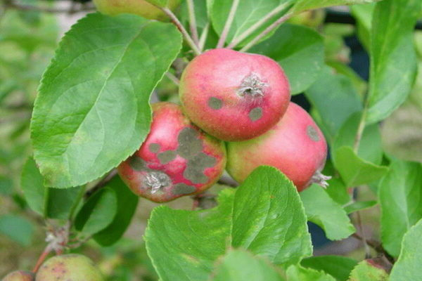 Scab on an apple tree: how to fight