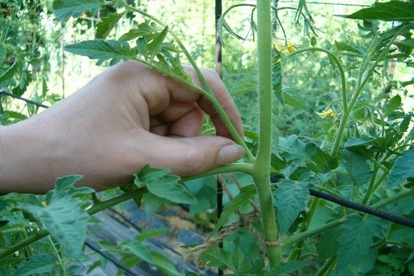 Grassing tomatoes