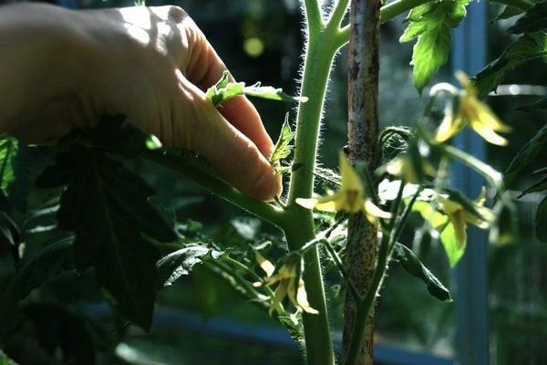 Stewberry tomato