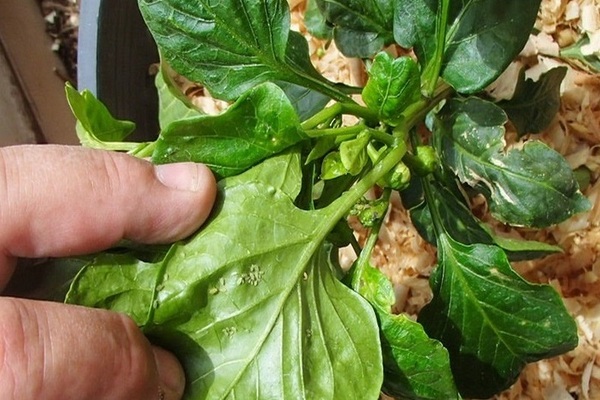 pepper pests