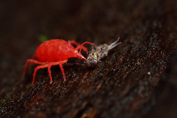 spider mite