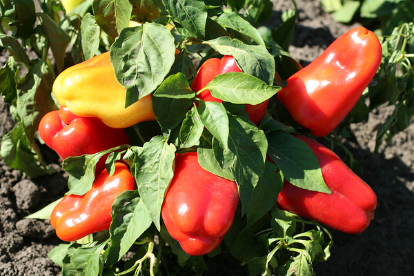 Bulgarian pepper