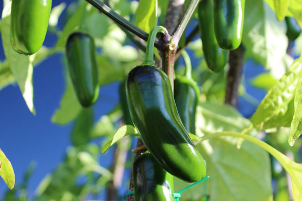 jalapeno paminta