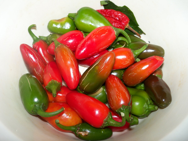 jalapeno-Chilischote