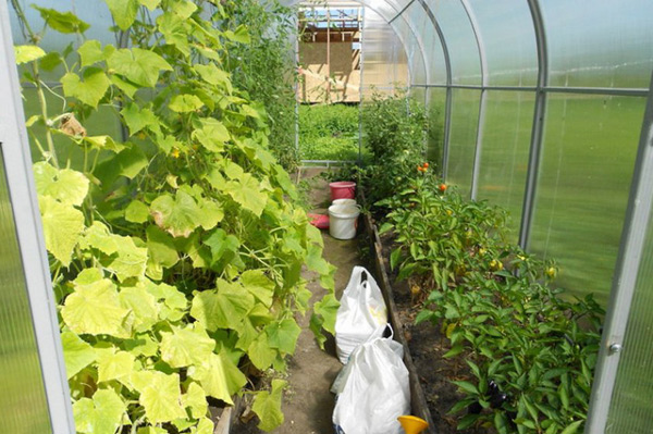 peppers and cucumbers