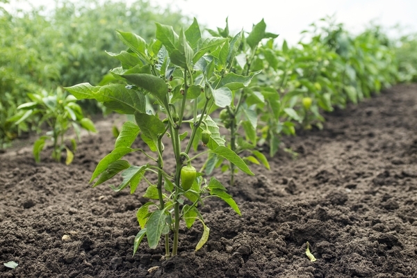 feeding peppers with yeast