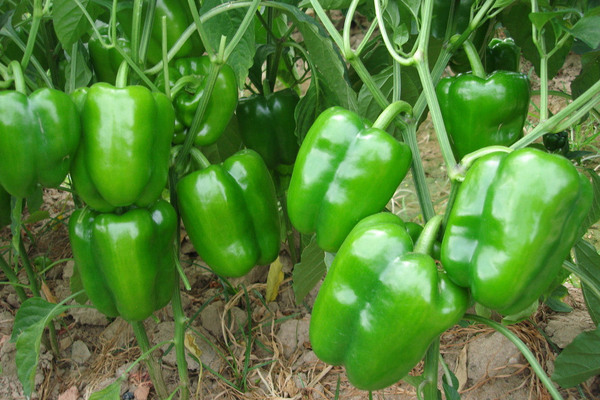 Green pepper