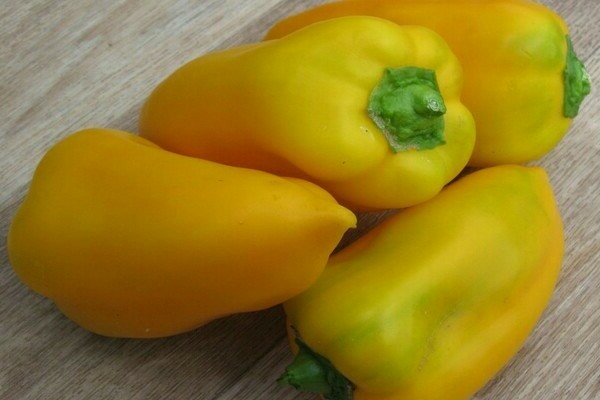 Yellow pepper varieties Golden pyramid