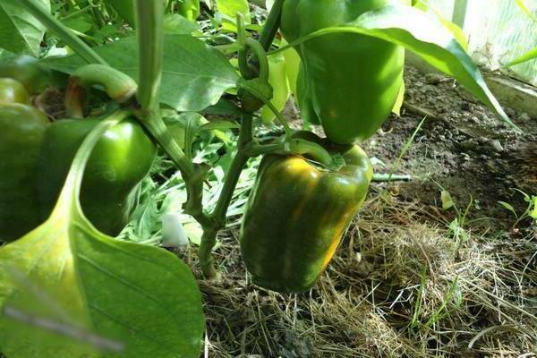 Yellow pepper varieties Gold reserve