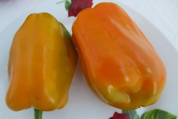 Yellow pepper varieties Golden calf