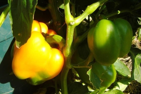 Yellow pepper varieties Giant yellow