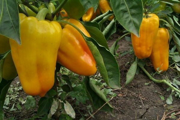 Yellow pepper varieties Yellow bull