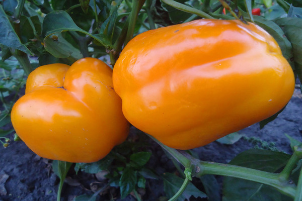 Yellow pepper varieties Golden pheasant