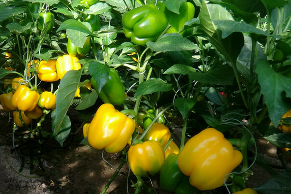 Yellow pepper varieties Yellow bell