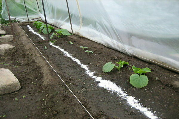 cucumbers first feeding