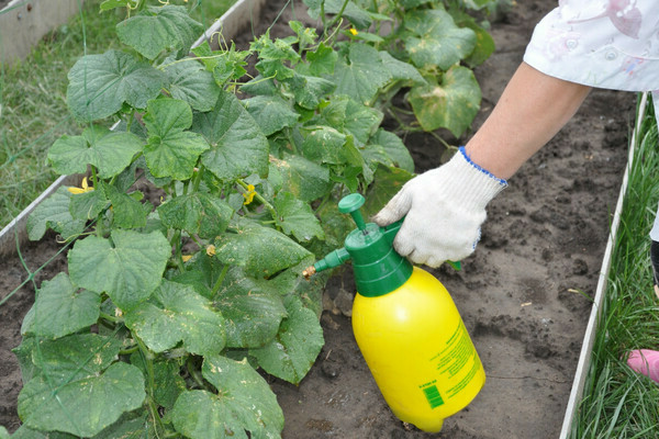 the first feeding of cucumbers after planting