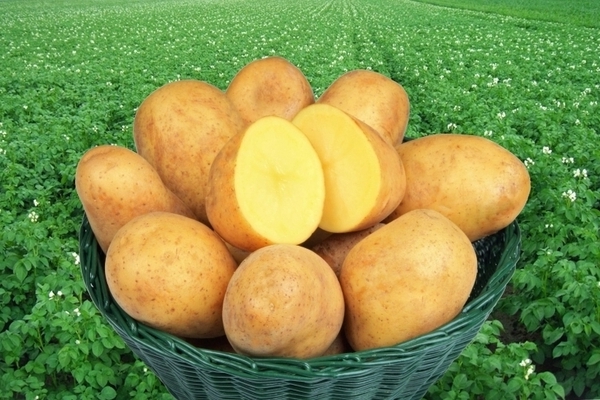 potato varieties