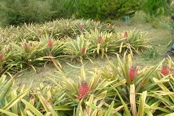 Ananas Foto