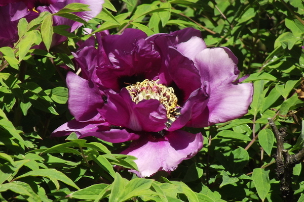 Pivoine arborescente