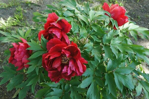 Pivoine arborescente