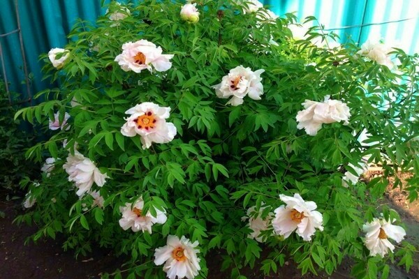 Tree peony