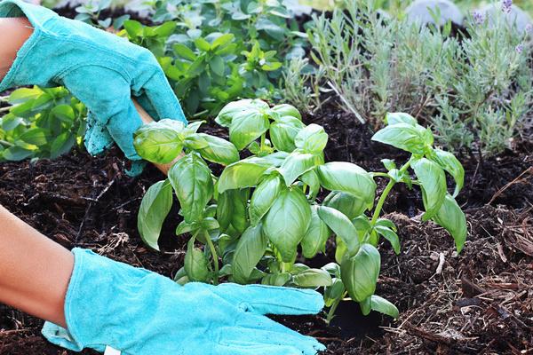  basil growing from seed