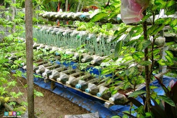 aus Plastikflaschen für den Garten