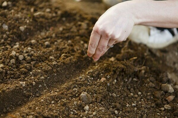 planting zucchini