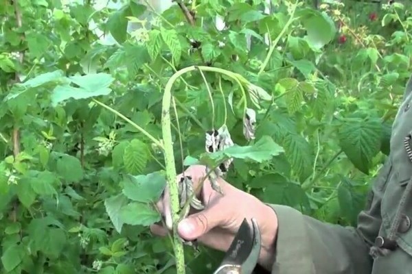 Ang mga Raspberry shoot ay nalalanta: isang pagpapakilala