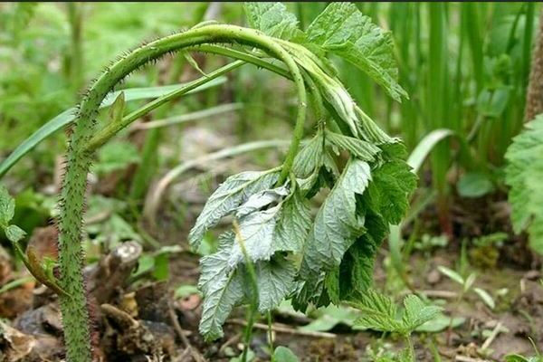 Raspberry shoots wither: what could be the reason