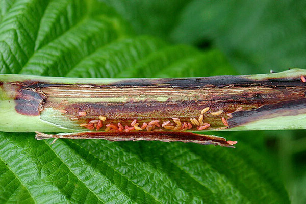 Young shoots of raspberries wither: the reason is stem fly